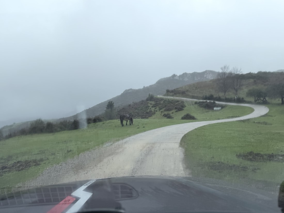 Niebla y ganado suelto en el monte asturiano.