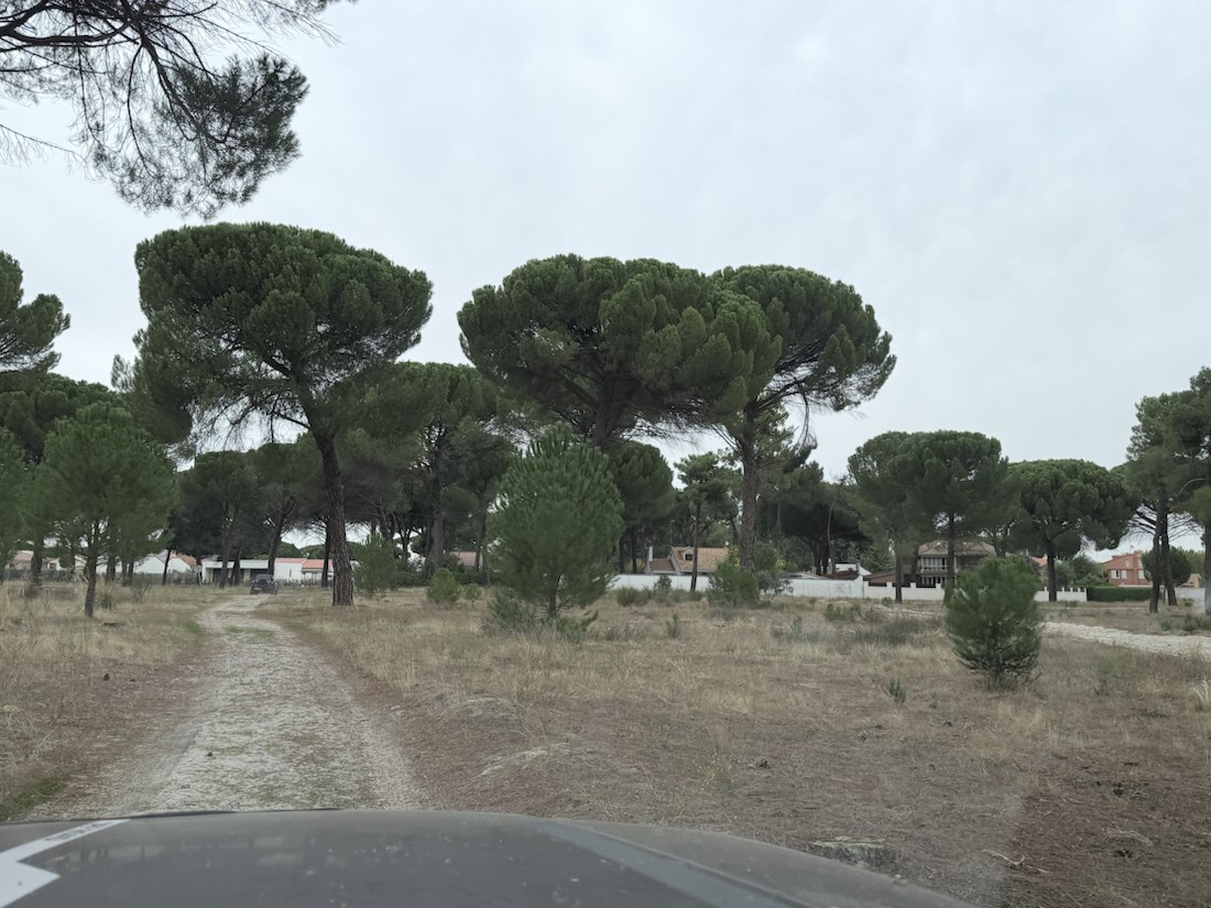 Los pinares de Valladolid.